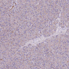 Immunohistochemical staining of human pancreas shows very weak granular cytoplasmic positivity in exocrine glandular cells.