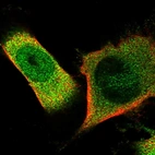 Immunofluorescent staining of human cell line U-251 MG shows localization to nucleoplasm & cytosol.