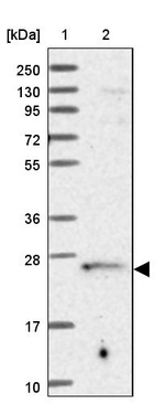 Anti-TRAPPC4 Antibody