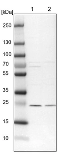 Lane 1: NIH-3T3 cell lysate (Mouse embryonic fibroblast cells)_br/_Lane 2: NBT-II cell lysate (Rat Wistar bladder tumour cells)