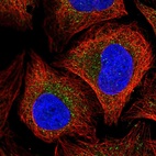 Immunofluorescent staining of human cell line U-2 OS shows localization to cytosol.