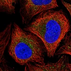 Immunofluorescent staining of human cell line U-2 OS shows localization to cytosol.