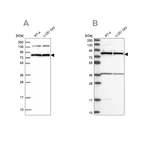 Western blot analysis using Anti-PTCD3 antibody HPA041382 (A) shows similar pattern to independent antibody HPA041154 (B).