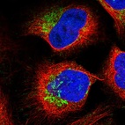 Immunofluorescent staining of human cell line U-2 OS shows localization to mitochondria.