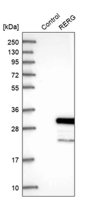 Western blot analysis in control (vector only transfected HEK293T lysate) and RERG over-expression lysate (Co-expressed with a C-terminal myc-DDK tag (~3.1 kDa) in mammalian HEK293T cells, LY409869).