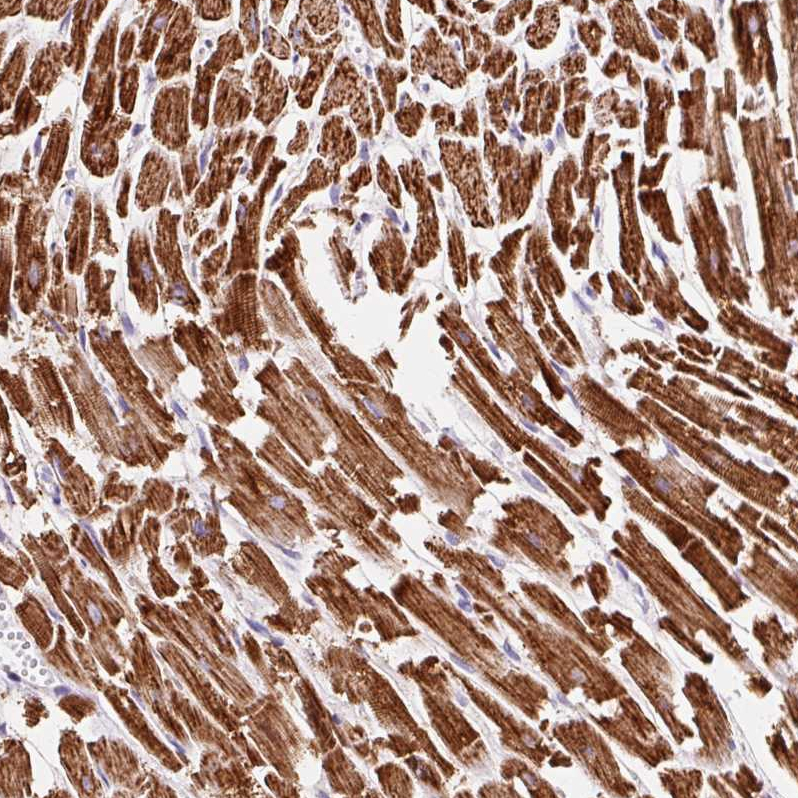 Anti-ATP5O Antibody