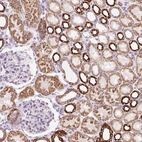 Immunohistochemical staining of human kidney shows strong cytoplasmic granular positivity in renal tubules.