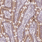 Immunohistochemical staining of human duodenum shows strong cytoplasmic granular positivity in glandular cells.