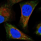Immunofluorescent staining of human cell line U-2 OS shows localization to nucleoplasm & mitochondria.