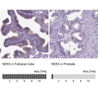 Anti-NEK5 Antibody
