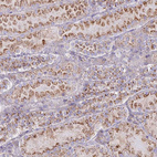 Immunohistochemical staining of human kidney shows moderate to strong granular cytoplasmic positivity in cells in tubules.