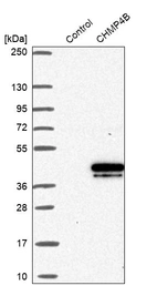 Western blot analysis in control (vector only transfected HEK293T lysate) and CHMP4B over-expression lysate (Co-expressed with a C-terminal myc-DDK tag (~3.1 kDa) in mammalian HEK293T cells, LY406132).