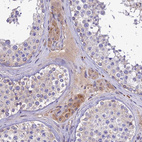 Immunohistochemical staining of human testis shows moderate cytoplasmic positivity in Leydig cells and in plasma.