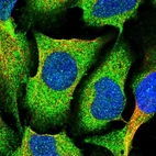 Immunofluorescent staining of human cell line U-2 OS shows positivity in cytoplasm.
