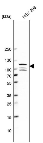 Western blot analysis in human cell line HEK 293.