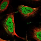 Immunofluorescent staining of human cell line U-2 OS shows localization to nucleoplasm & cytosol.