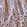 Anti-SPIRE2 Antibody