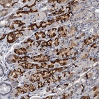 Anti-THAP10 Antibody