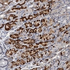 Anti-THAP10 Antibody
