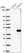 Anti-THAP10 Antibody