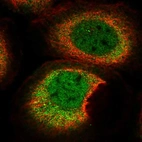 Immunofluorescent staining of human cell line A-431 shows localization to nucleoplasm & cytosol.