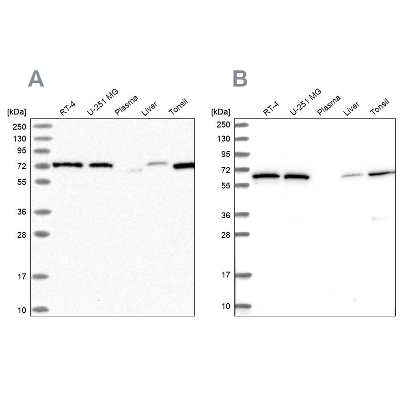 Anti-POLR3E Antibody