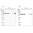 Anti-POLR3E Antibody