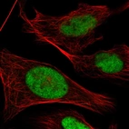 Immunofluorescent staining of human cell line U-2 OS shows localization to nucleoplasm.