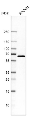 Anti-C14orf159 Antibody
