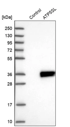 Western blot analysis in control (vector only transfected HEK293T lysate) and ATP5SL over-expression lysate (Co-expressed with a C-terminal myc-DDK tag (~3.1 kDa) in mammalian HEK293T cells, LY413374).