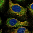 Immunofluorescent staining of human cell line U-2 OS shows localization to cytosol.