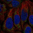 Immunofluorescent staining of human cell line CACO-2 shows localization to mitochondria.