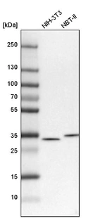 Western blot analysis in mouse cell line NIH-3T3 and rat cell line NBT-II.