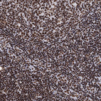 Immunohistochemical staining of human tonsil shows strong nuclear positivity in non-germinal center cells and germinal center cells.