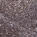 Immunohistochemical staining of human tonsil shows strong nuclear positivity in non-germinal center cells and germinal center cells.
