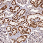 Anti-PAGR1 Antibody