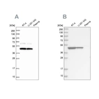 Anti-OLA1 Antibody