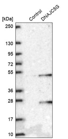 Western blot analysis in control (vector only transfected HEK293T lysate) and DNAJC5G over-expression lysate (Co-expressed with a C-terminal myc-DDK tag (~3.1 kDa) in mammalian HEK293T cells, LY406534).
