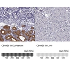 Anti-C6orf58 Antibody