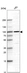 Anti-CNOT10 Antibody