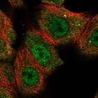 Immunofluorescent staining of human cell line MCF7 shows localization to nucleoplasm, cytosol & centrosome.