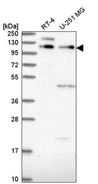 Anti-PLEKHA5 Antibody