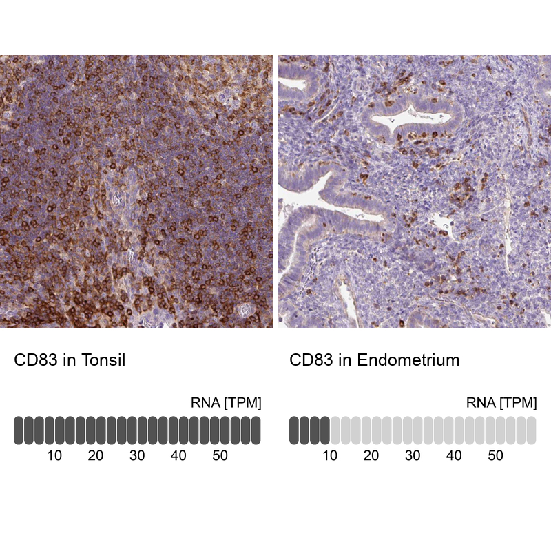 Anti-CD83 Antibody