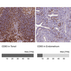 Anti-CD83 Antibody