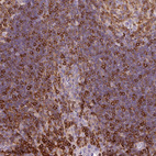 Immunohistochemical staining of human tonsil shows moderate to strong cytoplasmic positivity in lymphoid cells.
