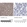 Anti-ACADSB Antibody