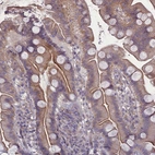 Immunohistochemical staining of human small intestine shows moderate cytoplasmic positivity in glandular cells.