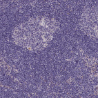 Immunohistochemical staining of human lymph node shows no positivity in non-germinal center cells as expected.