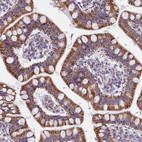 Immunohistochemical staining of human Small intestine shows strong granular cytoplasmic positivity in glandular cells.