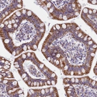 Immunohistochemical staining of human Small intestine shows strong granular cytoplasmic positivity in glandular cells.